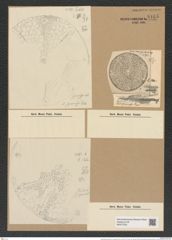 Aulacodiscus grunowii var. quamosus Pant. (de-Toni-Nr.: Genus 182, Species 4555) Zeichnungen Sammlung Grunow Nr. 8165 (NHMW-BOT-W0377532)